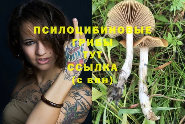 сатива Магадан