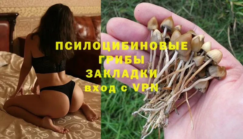 shop состав  Карачев  Галлюциногенные грибы Psilocybine cubensis 